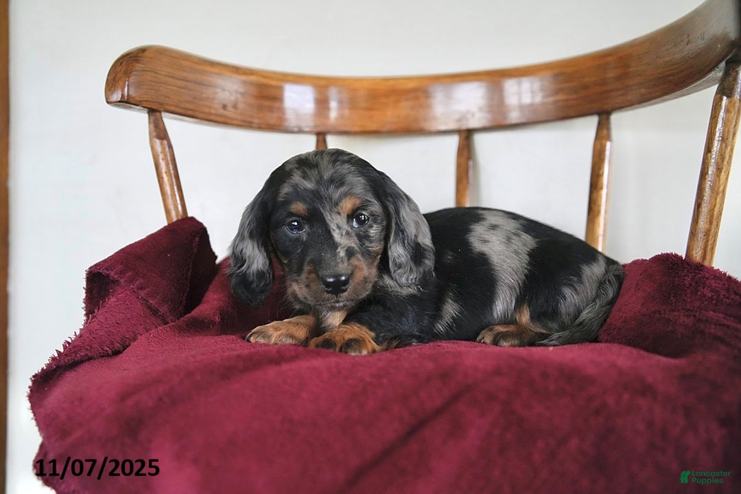 Miniature Dachshund dogs for sale: Snuggles   - Ad 2