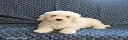 Bichon Frise dogs for sale: Bobby - Ad 5