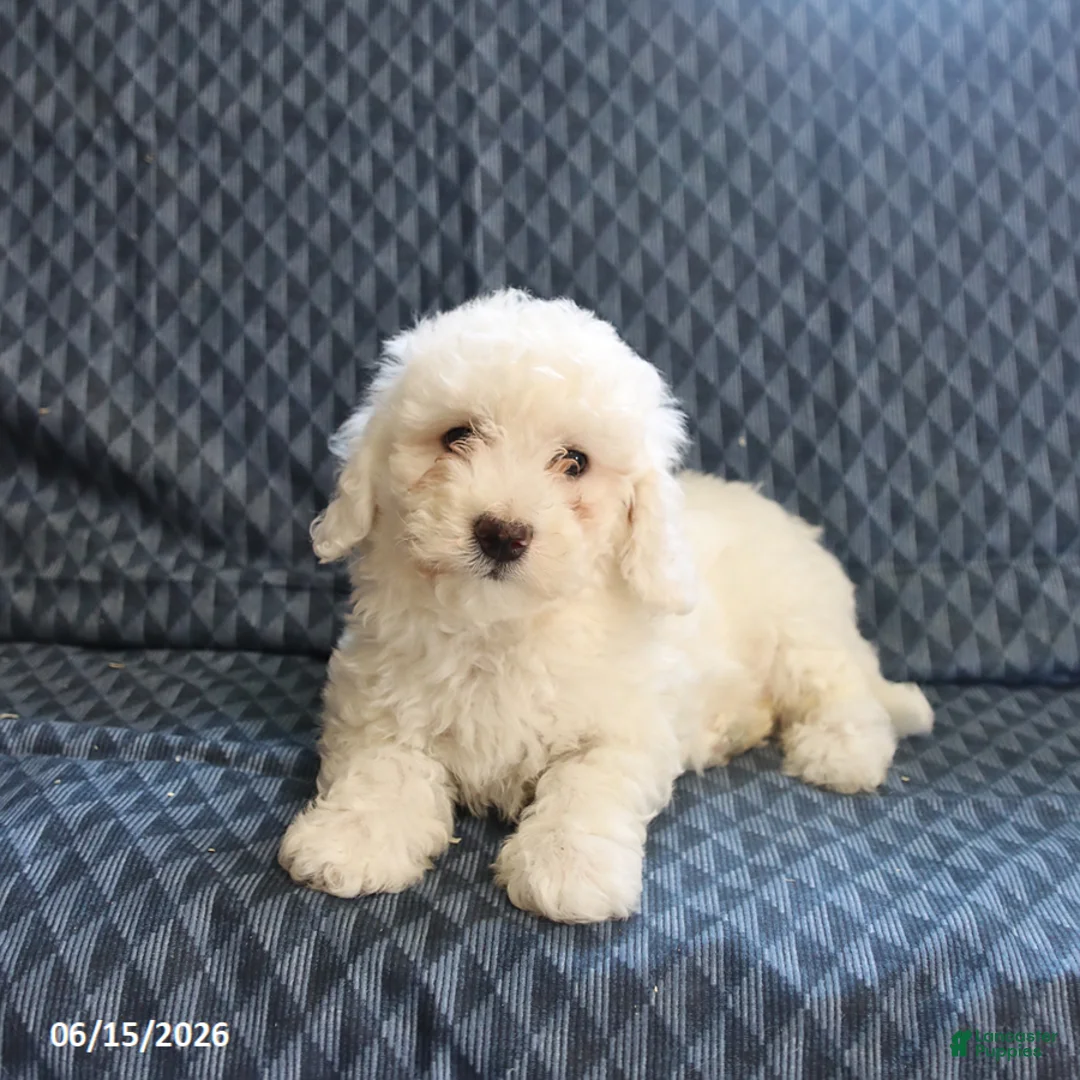Bichon Frise dogs for sale: Bobby - Ad 5