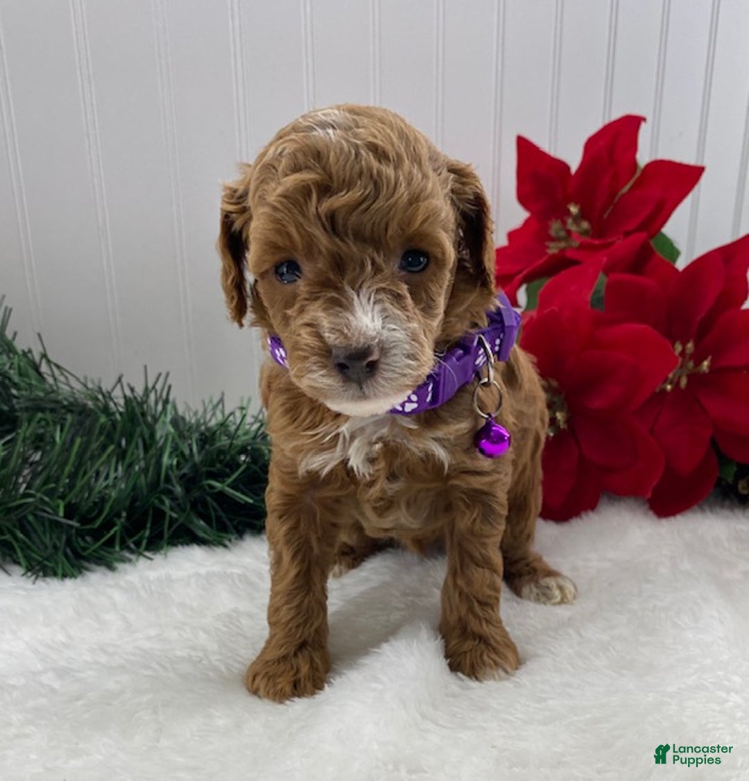 Toy Poodle dogs for sale: Tilly - Ad 1