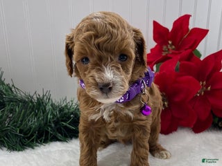 Toy Poodle dogs Tilly - Ad 9