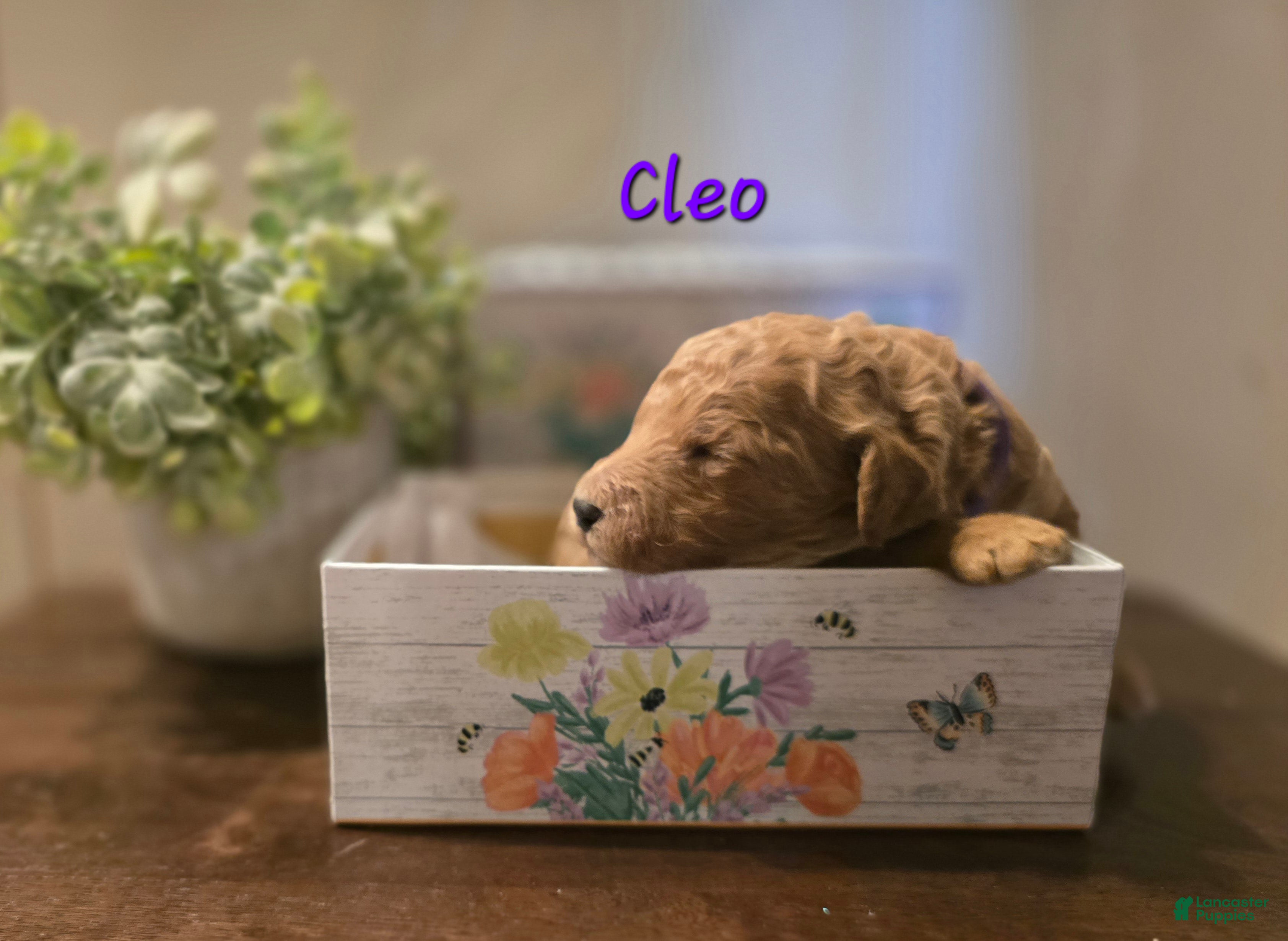 Goldendoodle dogs Goldendoodle Puppy 11 - Ad 24