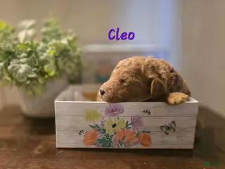 Goldendoodle dogs Goldendoodle Puppy 11 - Ad 24