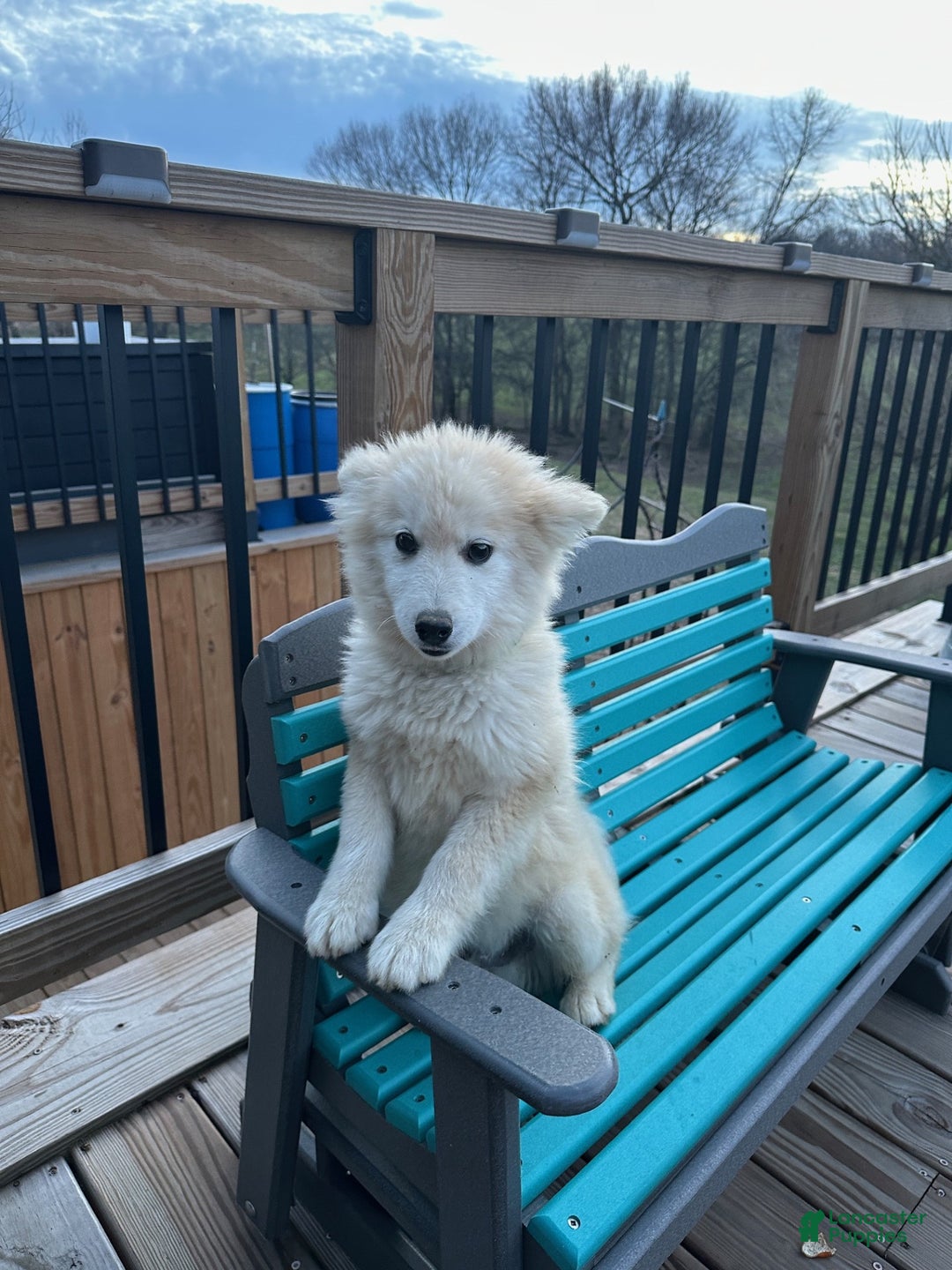 Pomsky dogs for sale: Connor - Ad 2