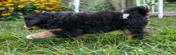 Bernedoodle dogs for sale:  Dylan 🐾 - Ad 9