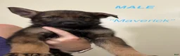 Gerberian Shepsky dogs for sale: Maverick - Ad 1