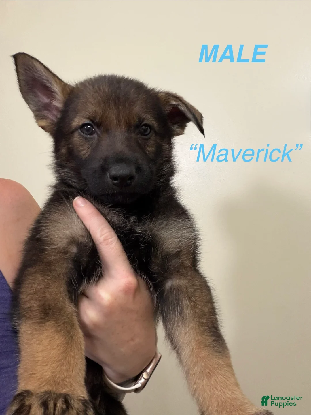 Gerberian Shepsky dogs for sale: Maverick - Ad 1