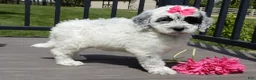 Sheepadoodle dogs for sale: Brooke-MEDIUM - Ad 4