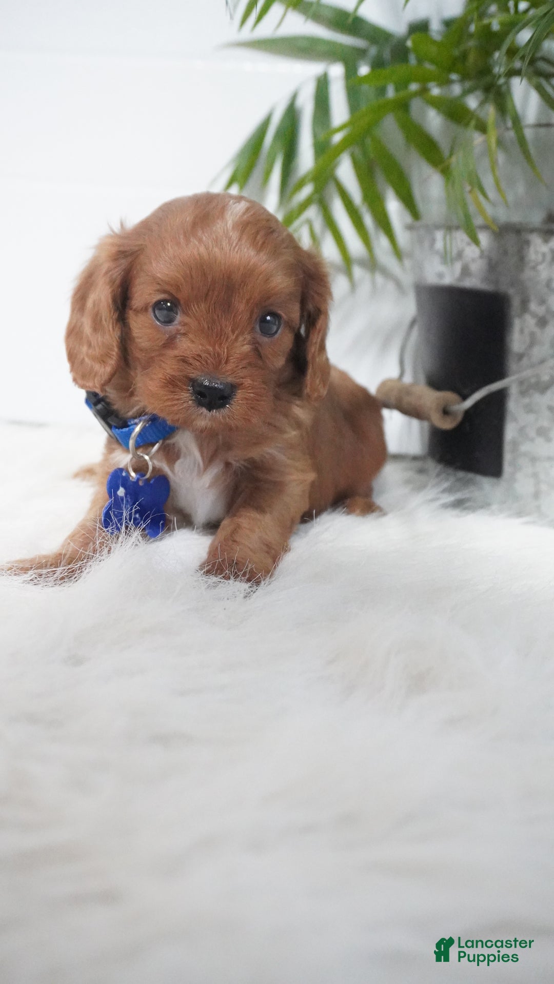 Cavapoo dogs for sale: Beau - Ad 6
