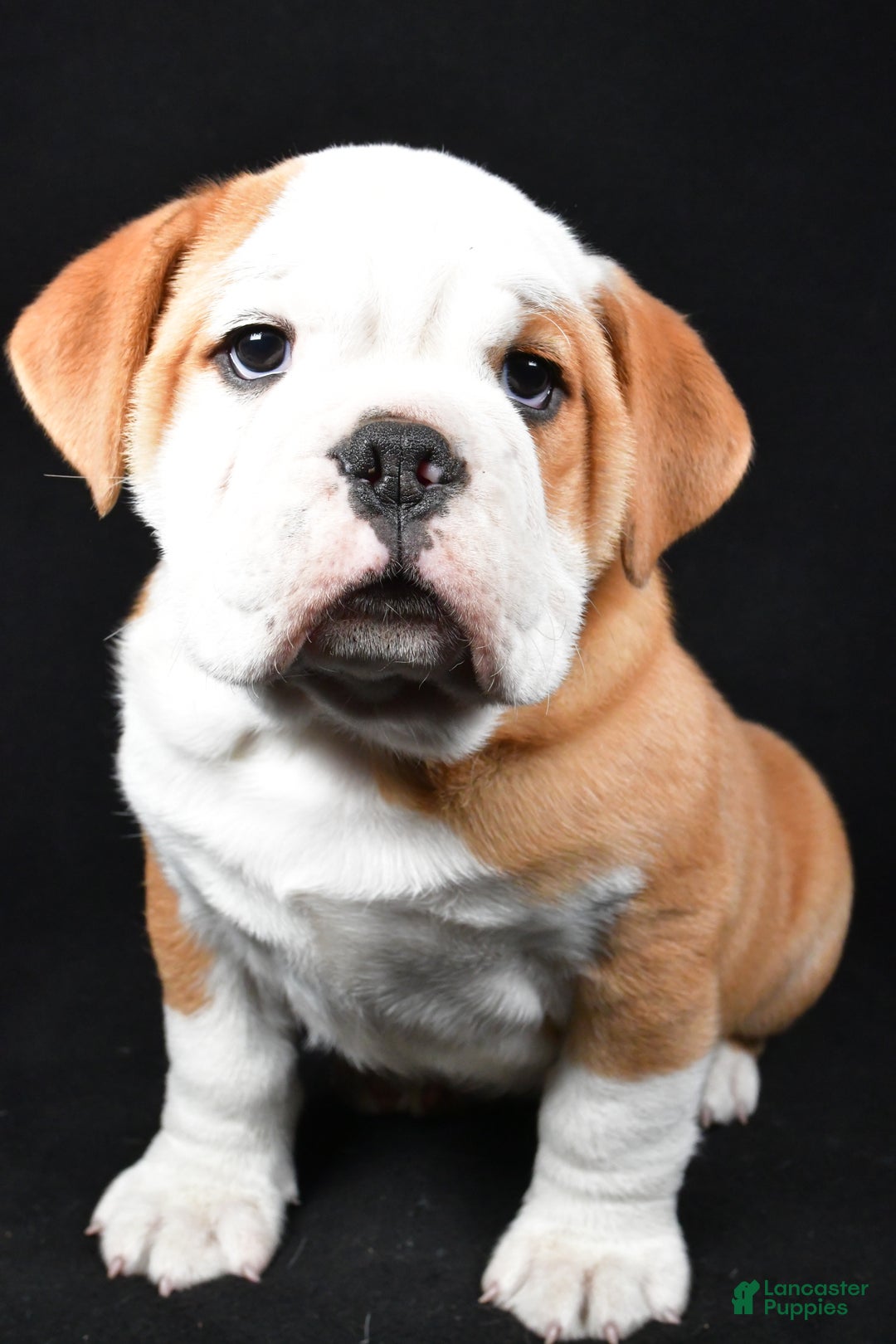 Mixed Breed dogs for sale: Cash - Ad 1