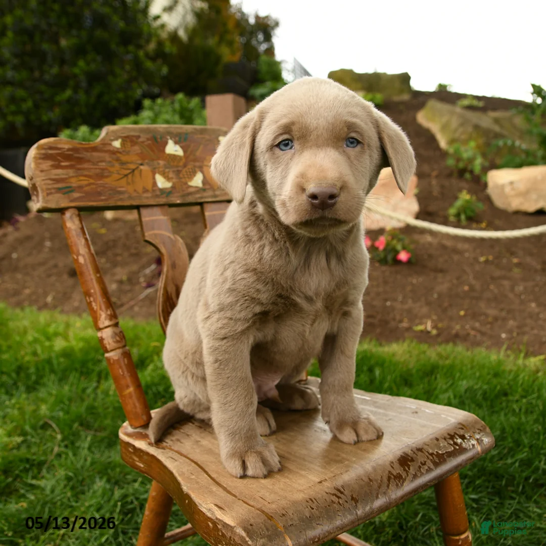 Labrador Retriever dogs for sale: Sterling - Ad 1