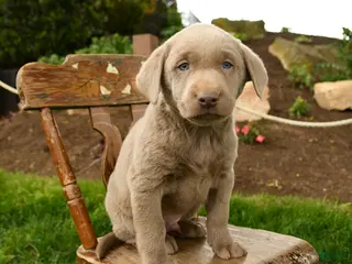 Labrador Retriever dogs for sale: Sterling - Ad 2