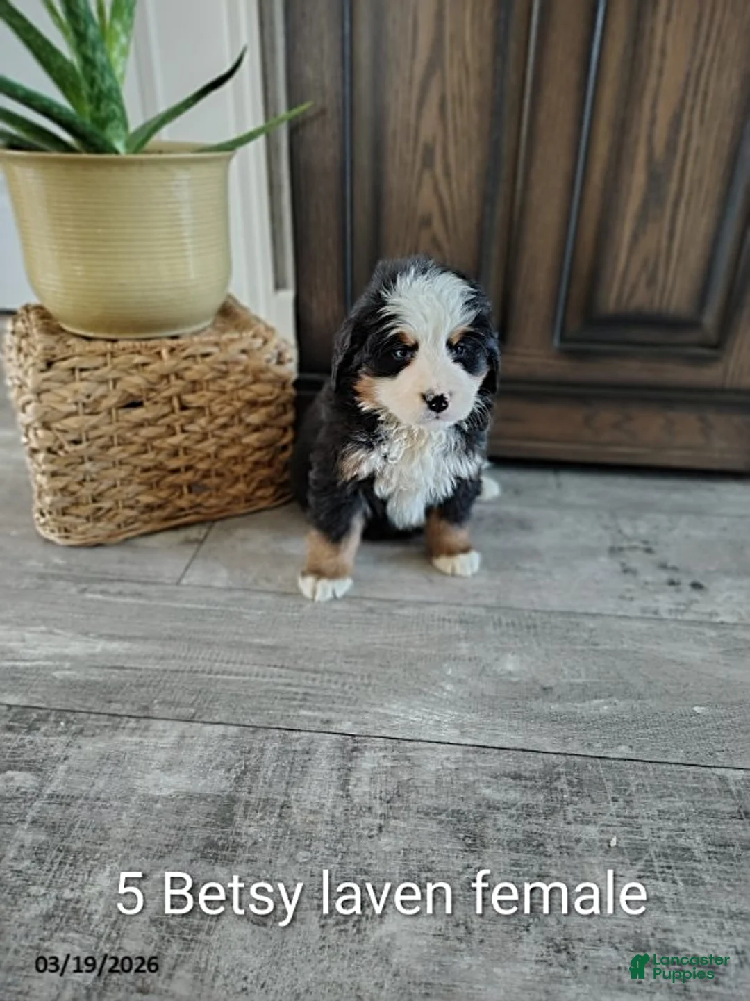 Bernese Mountain Dog dogs for sale: Betsy - Ad 1