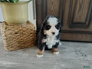 Bernese Mountain Dog dogs for sale: Betsy - Ad 2