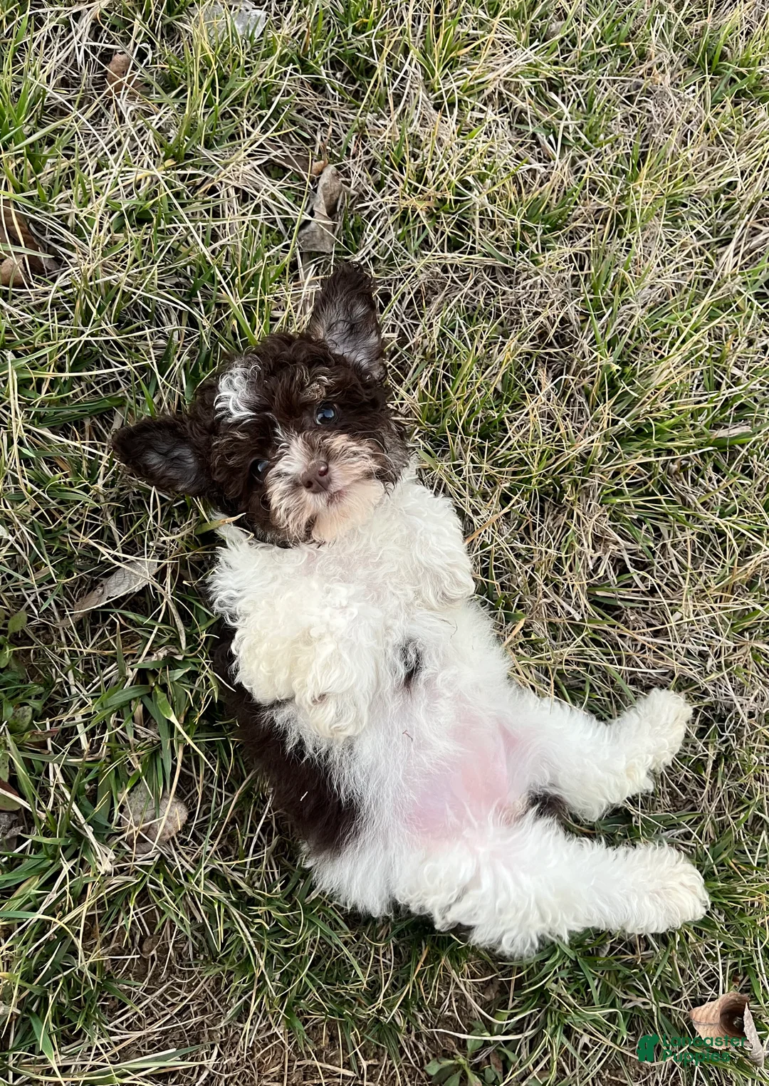 Miniature Poodle dogs for sale: Minnie - Ad 2