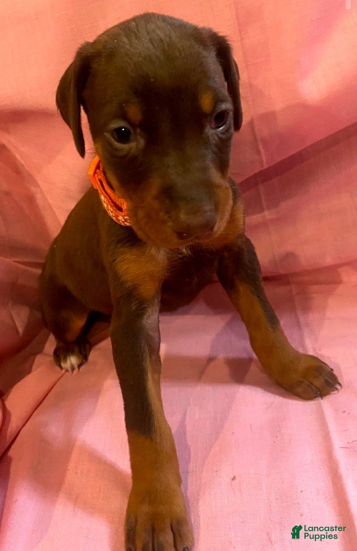 Doberman Pinscher dogs Princess  - Ad 31