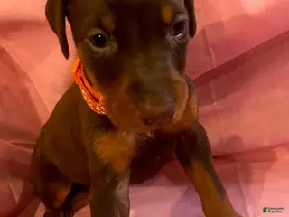 Doberman Pinscher dogs Princess - Ad 31