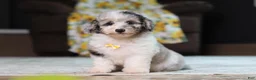 Miniature Poodle dogs for sale: Bandit (AKC) - Ad 7