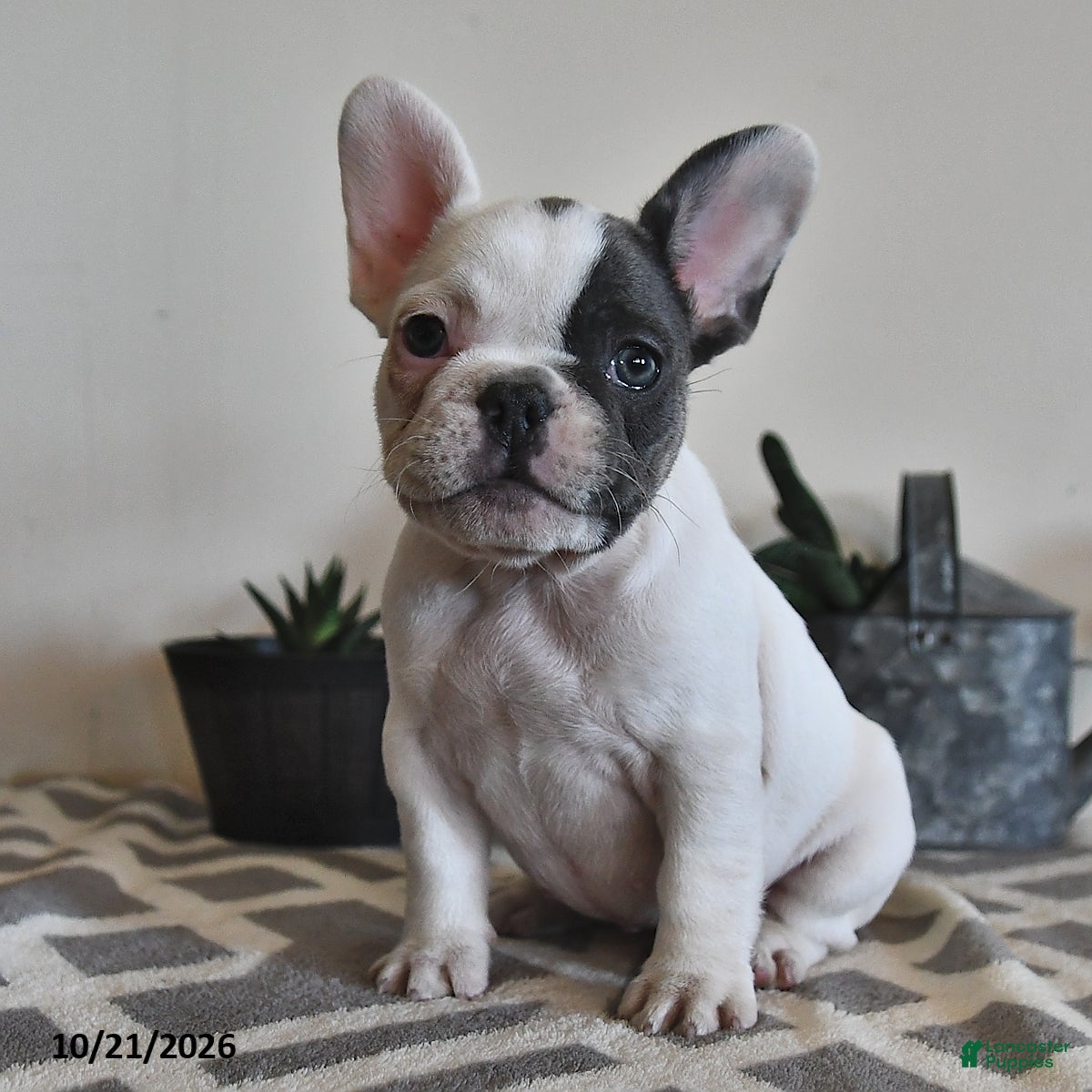 French Bulldog dogs Grace - Ad 1
