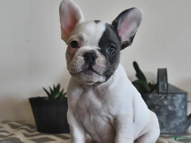 French Bulldog dogs for sale: Grace - Ad 1