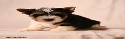 Biewer Terrier dogs for sale: Claire - Ad 3