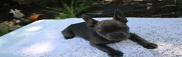 French Bulldog dogs for sale: CAMILLA-FLUFFY CARRIER (bottle baby) - Ad 3