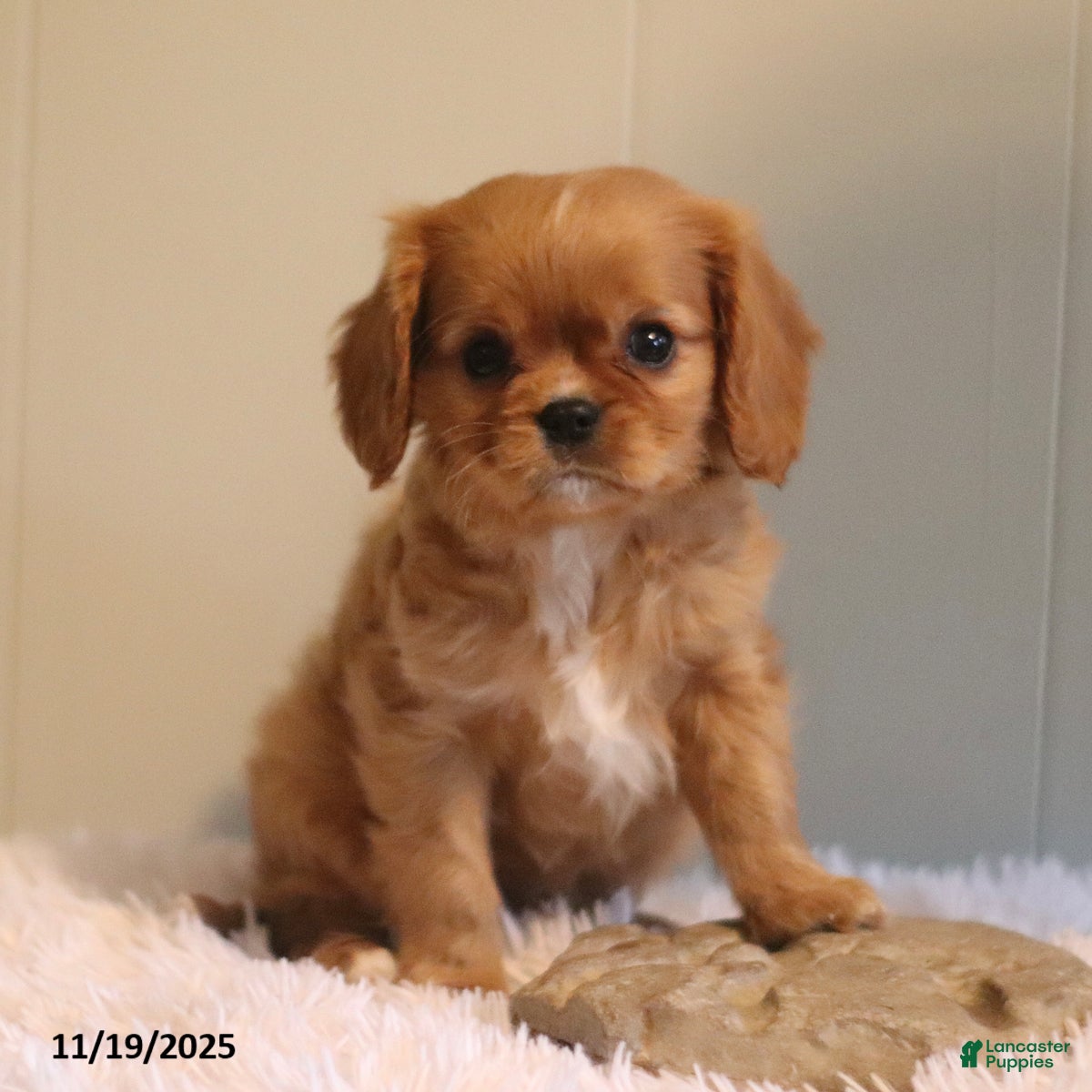 Cavalier King Charles Spaniel dogs Lonnie - Ad 16
