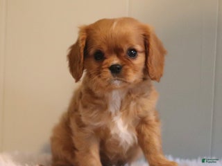 Cavalier King Charles Spaniel dogs Lonnie - Ad 35