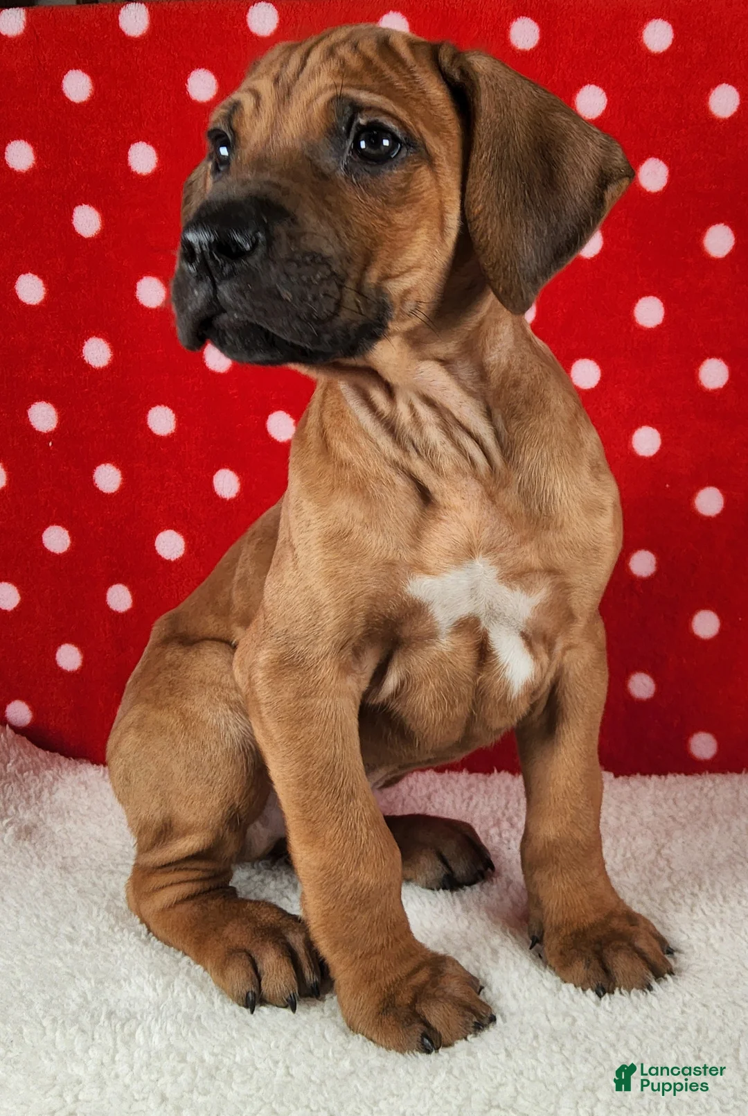 Rhodesian Ridgeback dogs for sale: Thor - Ad 1