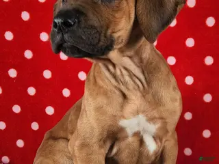 Rhodesian Ridgeback dogs Thor - Ad 8