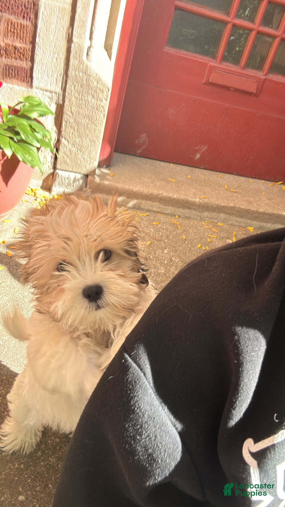 Malshi dogs for sale: Malshi Puppy 1 - Ad 1
