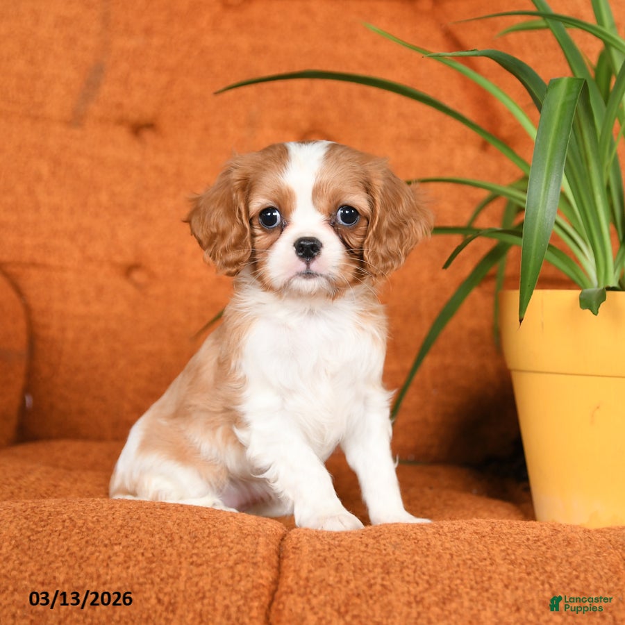 Cavapoo dogs for sale: Cleo - Ad 4