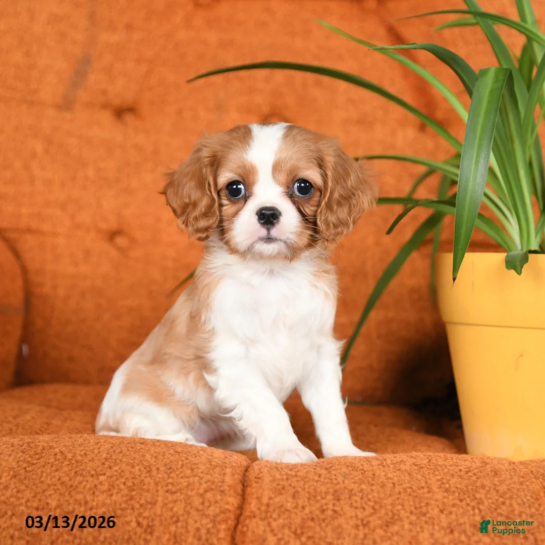Cavapoo dogs for sale: Cleo - Ad 1