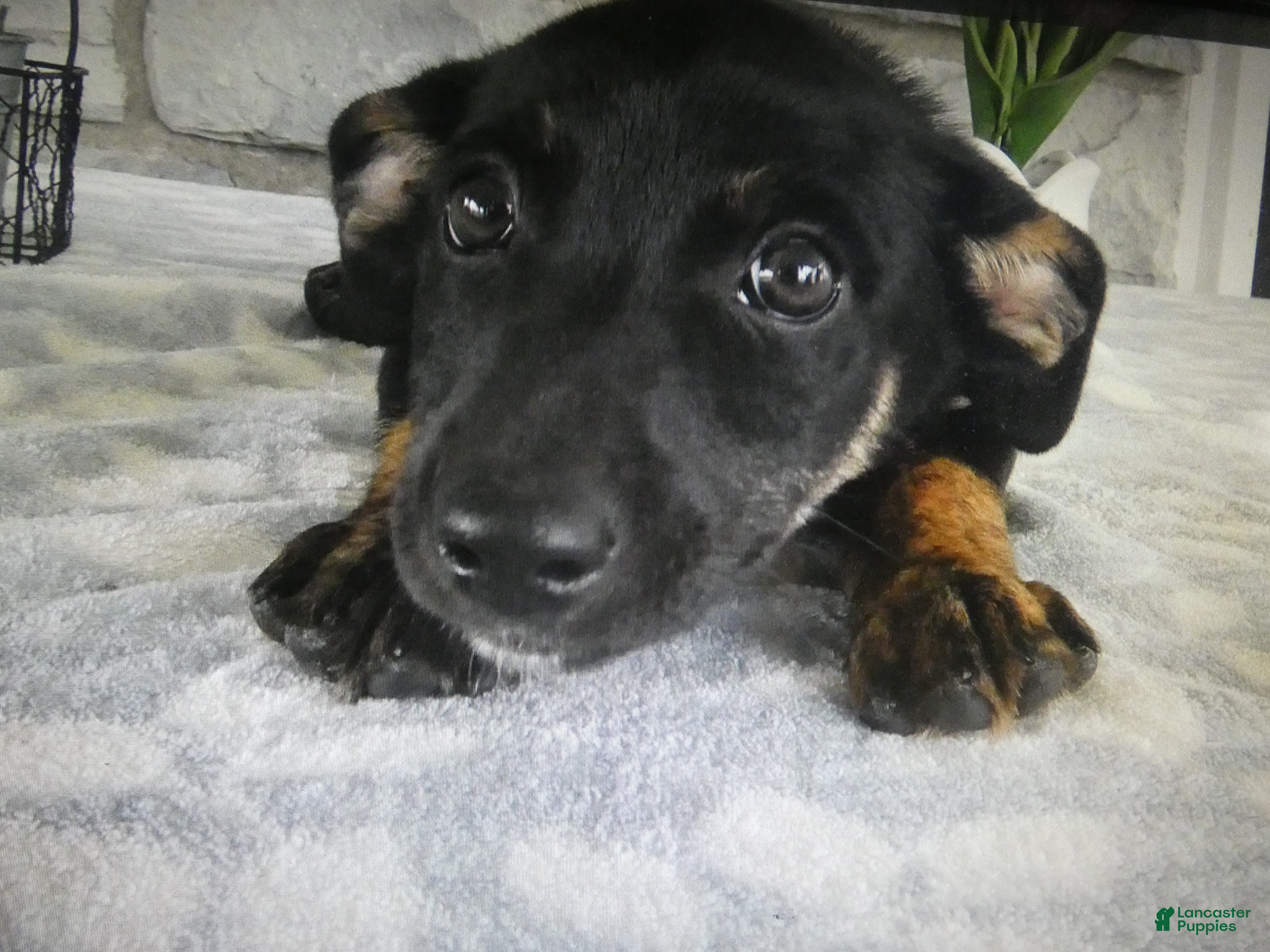 Mixed Breed dogs Mixed Breed 2 Balla - Ad 20
