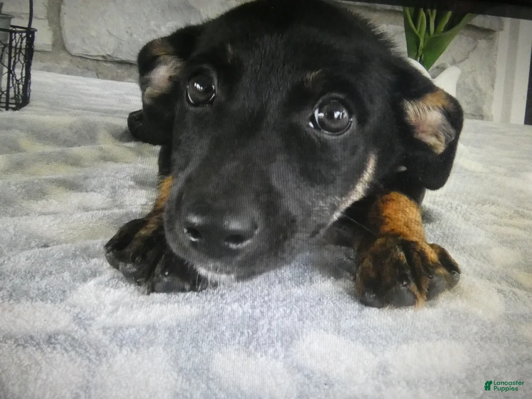 Mixed Breed dogs for sale: Mixed Breed 2 Balla - Ad 1