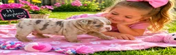 English Bulldog dogs for sale: Lover Boy - Ad 1