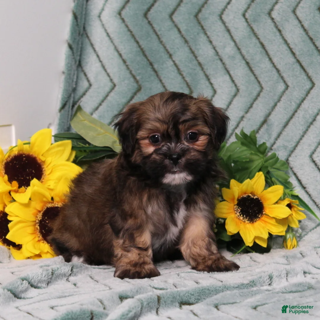 Teddy Bear dogs for sale: BJs Fritz - Ad 4