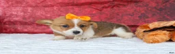 Welsh Corgi Pembroke dogs for sale: Audrey🦴  - Ad 9