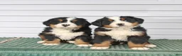 Bernese Mountain Dog dogs for sale: Rambo - Ad 3