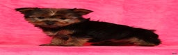 Yorkshire Terrier dogs for sale: Buddy - Ad 5