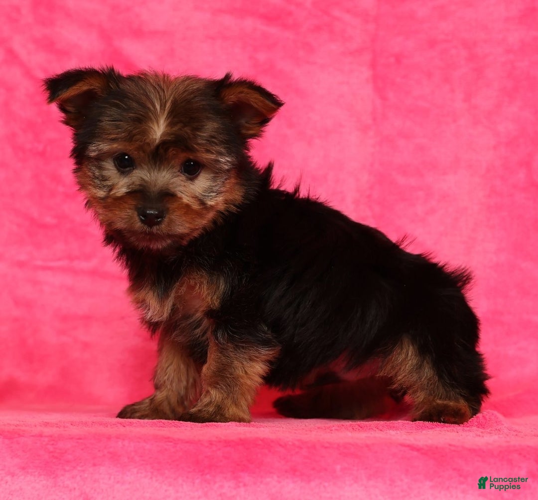 Yorkshire Terrier dogs for sale: Buddy - Ad 5