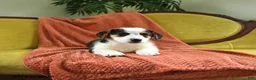 Welsh Corgi Pembroke dogs for sale: Tiffany - Ad 9
