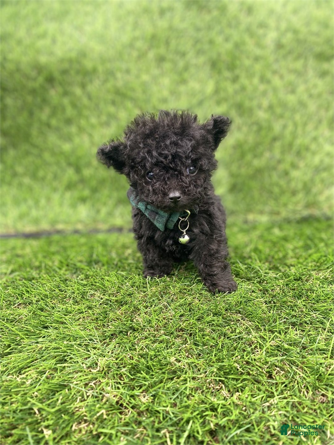 Toy Poodle dogs for sale: Toy Poodle Puppy 1 - Ad 2