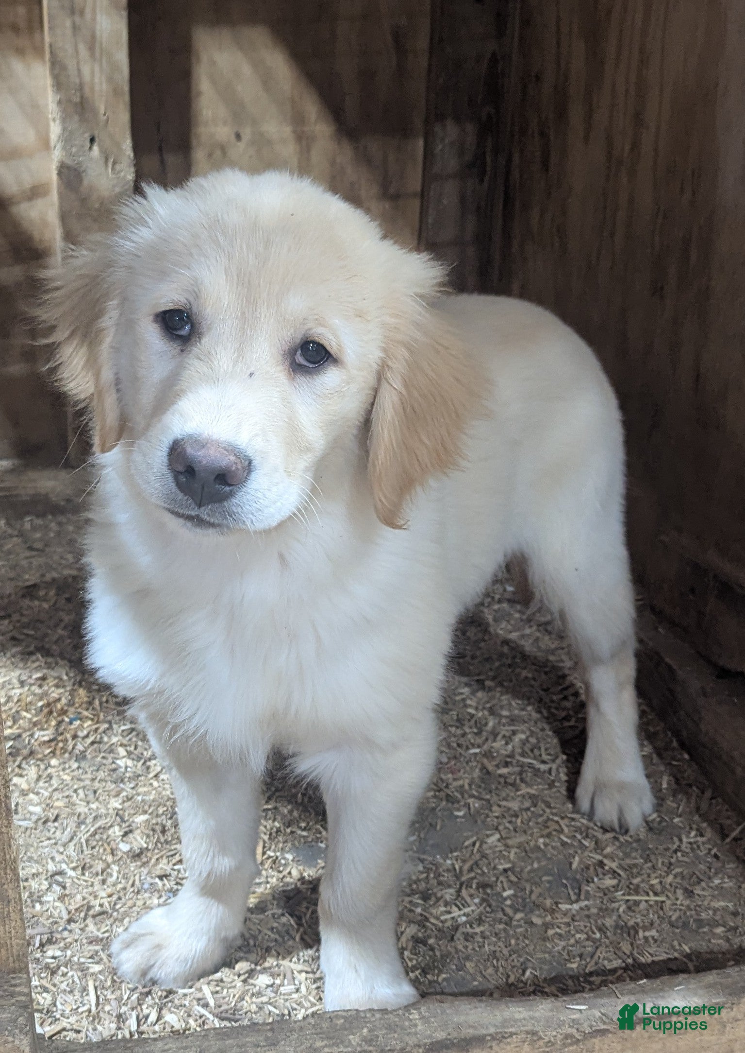 Golden Retriever dogs Charlie  - Ad 35