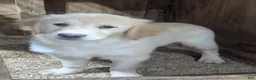 Golden Retriever dogs for sale: Charlie  - Ad 1