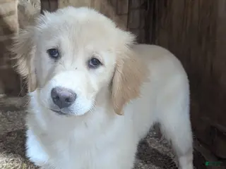 Golden Retriever dogs Charlie - Ad 35