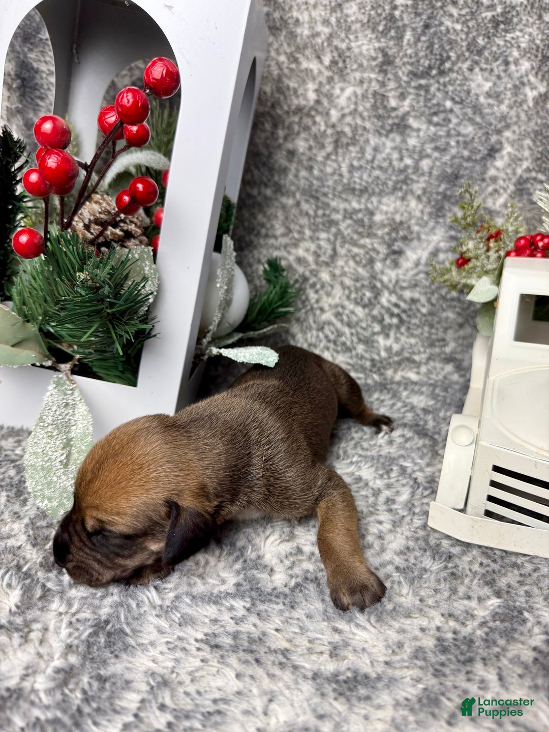 Great Dane dogs for sale: Professor Snape - Ad 2