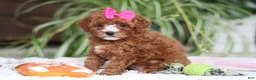 Cavapoo dogs for sale: Joy - Ad 4
