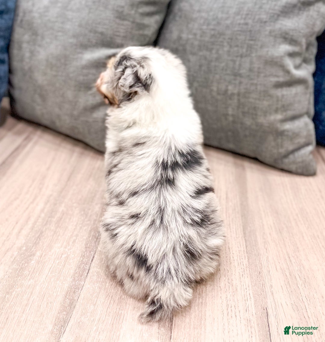 Aussiedoodle dogs for sale: Hazel - Ad 5