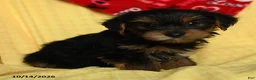 Yorkshire Terrier dogs for sale: Jax - Ad 5